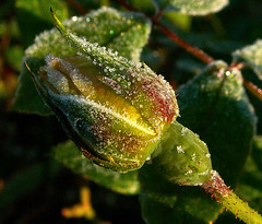 Frosty morning rose bud