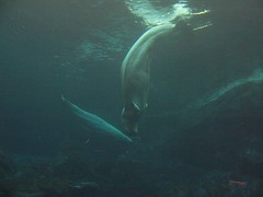 3 of the 5 beluga whales