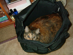 Fee likes suitcases