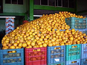 agropecuario.oranges