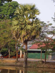 Sugar Palm Tree