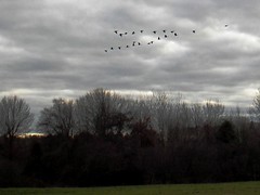 geese on a gray day