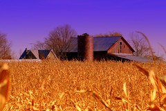 Barn and cornfield