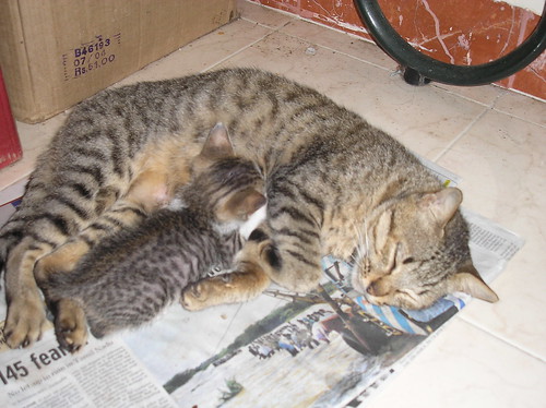 Sneha sleeping with her kitten