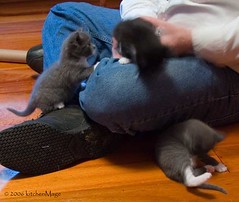 three climbing kittens