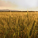 Ibiza - ibizan cornfield