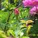 Merah muda Roses oleh grandmadebbie2