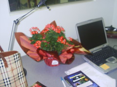 MissBiz New Office Flowers