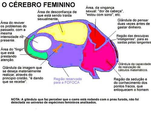 cerebrofeminino