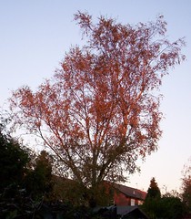 Birch tree in sunlight 2