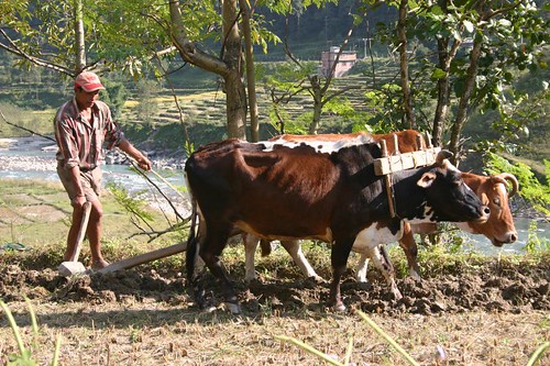 Nepali agriculture anno 2006