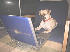 Blogging Pug