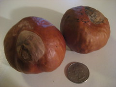 Huge chestnuts