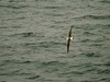 Albatros in der Cook Strait
