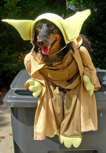 Star Wars Yoda Dog. star starwars costume interestingness funny saveme yoda deleteme10 d c
