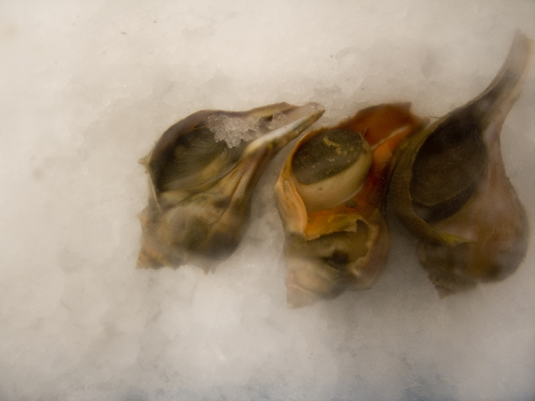 shells on ice