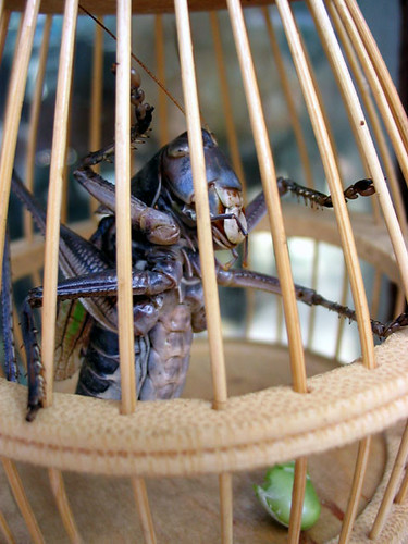 The Caged Cricket Sings