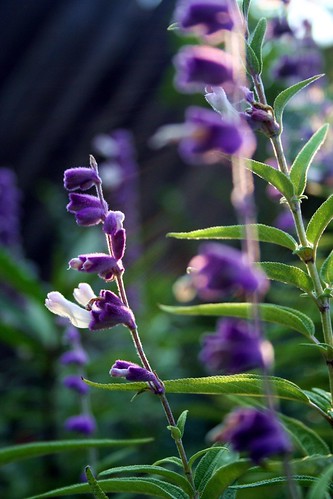 Fuzzy Purple Flowers