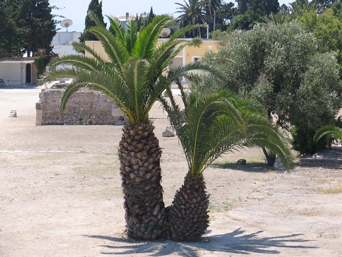 Cute palms
