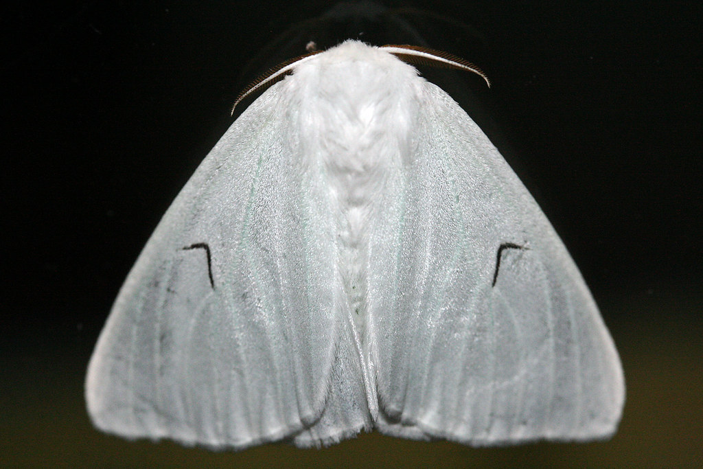 Black V Moth