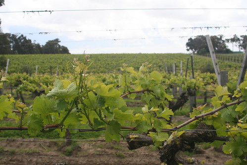 Vines at Cullen Winery