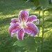 Oriental Lily1 oleh grandmadebbie2