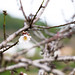 Ibiza - Almond Blossom