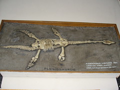 Squelette du Plesiosaurus