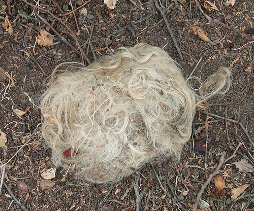 ball of discarded hair