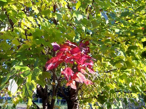 redleavesgreentree