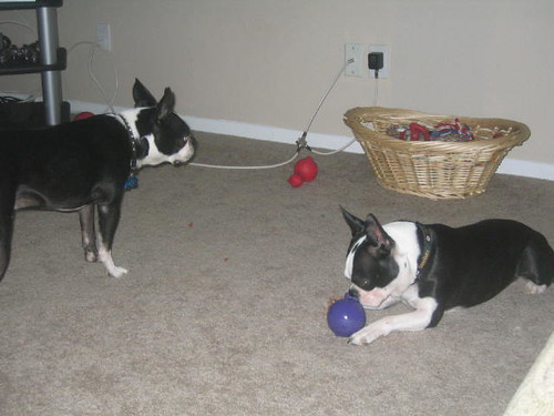 joey pretending like he doesnt care that tanner has the toy