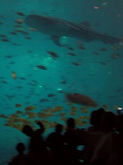 1 of 2 whale sharks (and other fish)