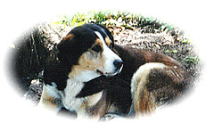 Photo of CooCoo (1989-2002), half Beagle, half Malamute at 6yrs old, 1995