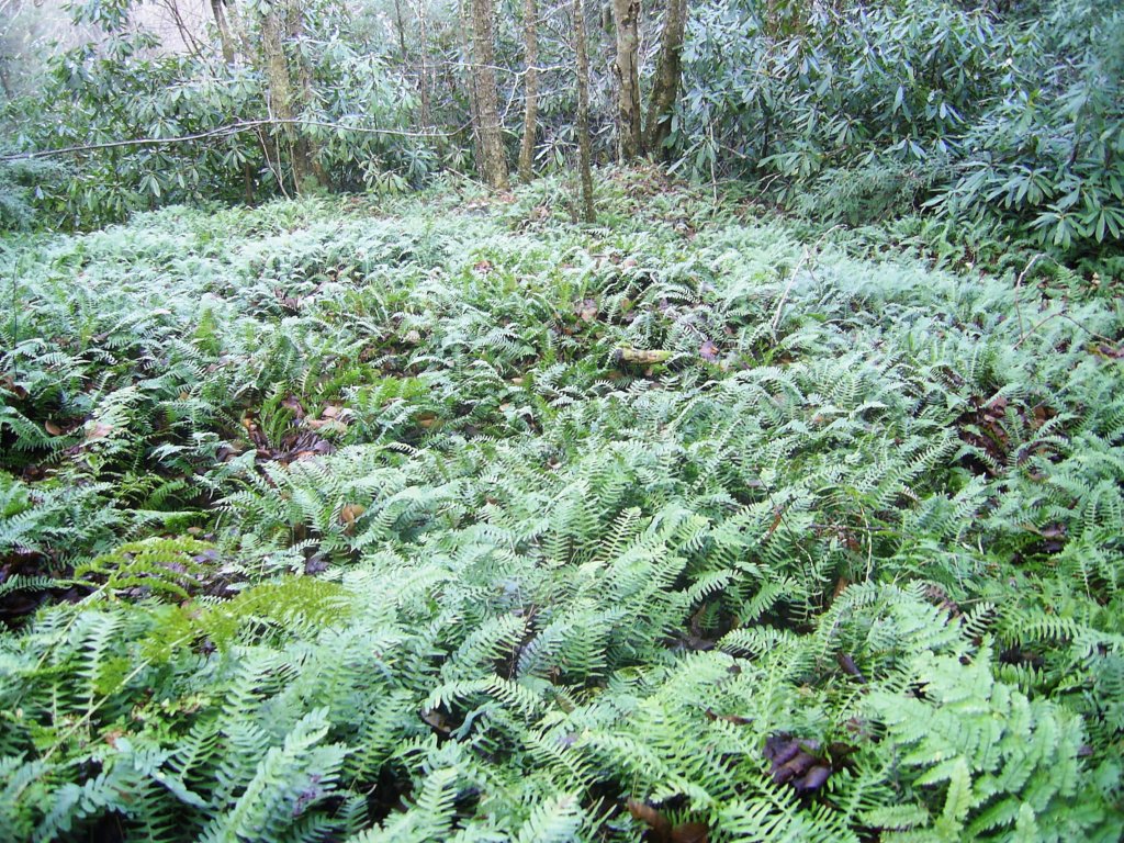 A Profusion of Ferns