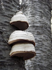 white fungus on birch tree
