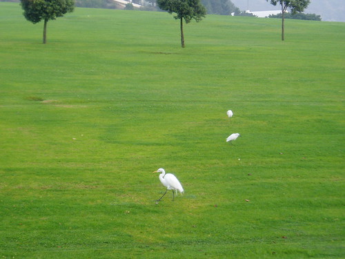 Egrets in Malibu