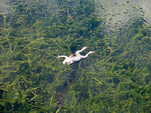 水池中的死青蛙