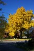 Gingko Tree, Autumn