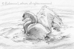 BathingSwanSketch-RLatham