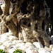 Ibiza - old tree