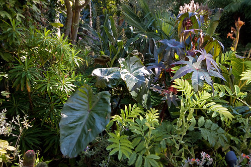 After The Frost - Colocasia Fontanesii (amongst other stuff)