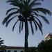 Ibiza - Palm Tree