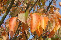 Surrey in the   Autumn #6