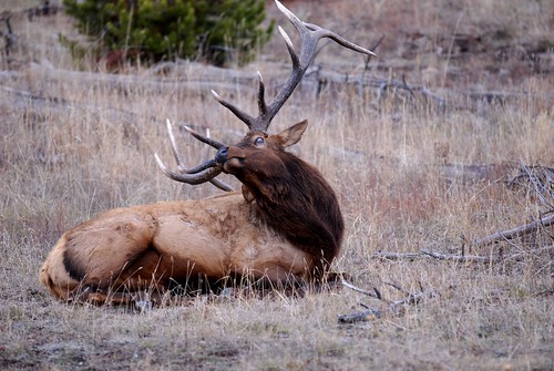 Elk in Grand Tetons National Park
