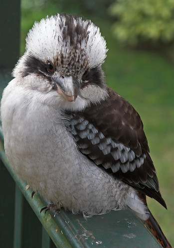 Kookaburra portrait