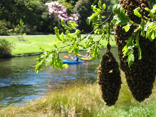 Bee's nest and canoes in Botanical gardens