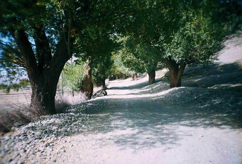Tree lined roads near Shitkhraw, Tajikistan / きれいな道路(タジキスタン、シットホロー村)