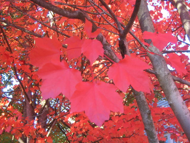 The Most Beautiful Red Maples in Portland ™