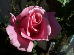 Pink Bewitched Rose