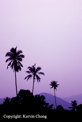 Coconut-Sunset